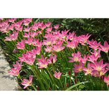 Urban Gardens Rare Mixed Rain Lily Bulbs Mix,