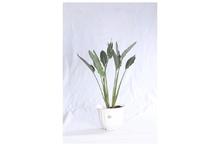 Bird of Paradise Regular Pot 12 Inch