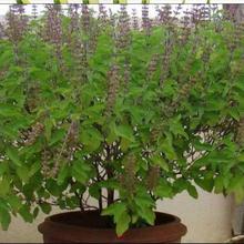 Tulsi Dry Leaves - 1 kg