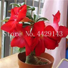 100% True Desert Rose Bonsai Ornamental Plants Balcony Bonsai Potted Flowers Drawf Adenium Obesum Bonsai -1 Particles/lot