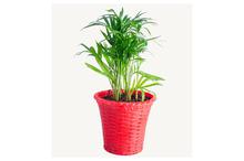 Parlor palm Regular Pot 4 Inch