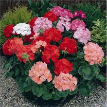 100 Pcs Colorful Bonsai Geranium Flower Rare Variegated Geranium Bonsai Potted Indoor Rooms Home Garden Flower For Bonsai Plant