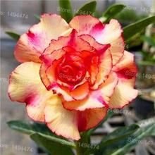 Genuine Desert Rose Plantas rare Adenium Obesum flower Plants 4 pcs