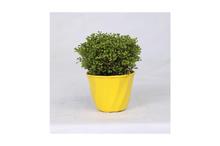 Selaginella Regular Pot 4 Inch