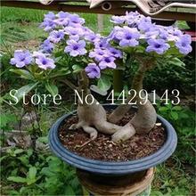 100% True Desert Rose Bonsai Ornamental Plants Balcony Bonsai Potted Flowers Drawf Adenium Obesum Bonsai -1 Particles/lot