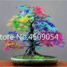 Hot Sale! 20 pcs American Maple Seedsplant Bonsai Tree Seedling