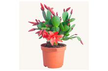 Christmas Cactus Regular Pot 3 Inch