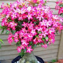 Genuine Desert Rose Plantas rare Adenium Obesum flower Plants 4 pcs