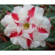 100% True Desert Rose Bonsai Ornamental Plants Balcony Bonsai Potted Flowers Drawf Adenium Obesum Bonsai -1 Particles/lot