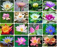 Mixed 10 Types Of Lotus Flower 20 Seeds - 2 Seeds Each (Best For Laxmi Narayan Pujan All Time) - Seeds For Plantations |