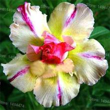 Genuine Desert Rose Plantas rare Adenium Obesum flower Plants 4 pcs