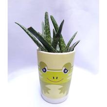 Aloe Vera Plant