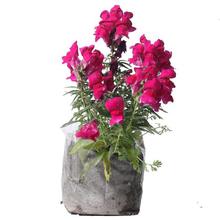 Big Snapdragon Plant in Nursery Grow Bag