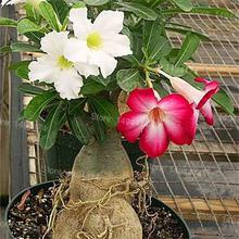 Genuine Desert Rose Plantas rare Adenium Obesum flower Plants 4 pcs