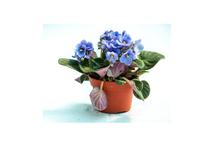 African Violet Flowering Plant