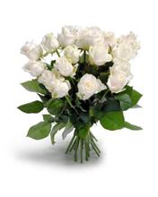 White Rose – 25 PCs