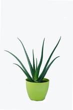 Cool Aloe Vera Plant 