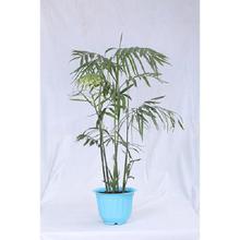 Bamboo Palm Regular Pot 12 Inch