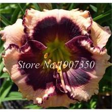 100 Pcs/Bag Fresh Bonsai Hemerocallis Middendorffii Daylily