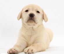 Labrador Female Puppy