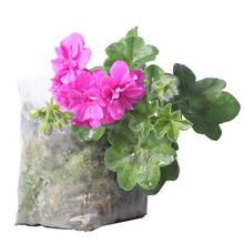 Geranium Plant in Nursery Grow Bag