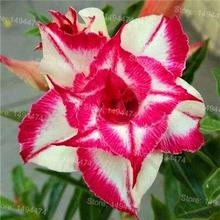 Genuine Desert Rose Plantas rare Adenium Obesum flower Plants 4 pcs