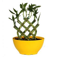 Temple Lucky Bamboo Plant In Butter Cup Pot