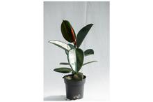 Rubber Plant Imperial