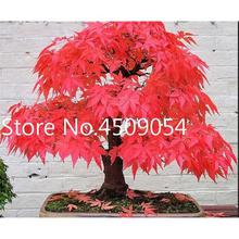 Hot Sale! 20 pcs American Maple Seedsplant Bonsai Tree Seedling