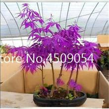 Hot Sale! 20 pcs American Maple Seedsplant Bonsai Tree Seedling