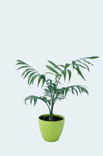 Parlor Palm Plant 4 Inch