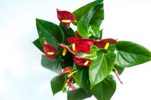 Anthurium Red Champion plant