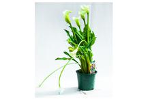 White Calla Lily Flowering Plant