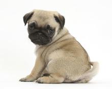 Pug Puppy Female