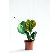 Anthurium Clarinervium Flowering Plant