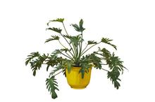 Philodendron Xanadu 12 Inch Plant