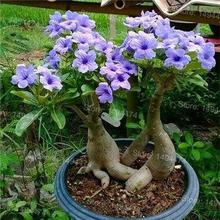 Genuine Desert Rose Plantas rare Adenium Obesum flower Plants 4 pcs