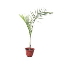 Raxona Palm plant