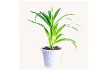 Areca Palm Regular Pot 3Inch