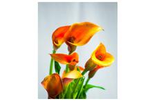 Orange Calla Lily Flowering Plant