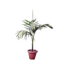 King Palm plant