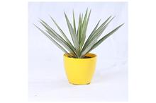 Silver Yucca Regular Pot 8 Inch