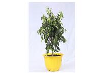 Weeping fig Regular Pot 12 Inch