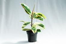 Ficus Elastica Mixed- Rubber Plant plant