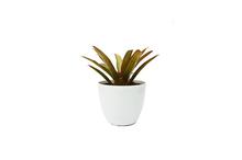 Bromleids Stripe Normal Pot Plant