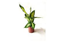 Dumbcane Plant with 4 Inch Grower Pot