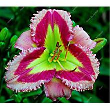 New 100 Pcs/Bag Fresh Rare Hybrid Daylily Flowers Hemerocallis Lily Indoor Bonsai Home Garden Supplies for Flower Pot