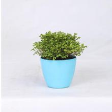 Selaginella Regular Pot 4 Inch
