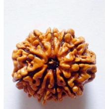 11 face Rudraksha