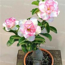 Genuine Desert Rose Plantas rare Adenium Obesum flower Plants 4 pcs